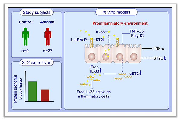 epithelium and asthma