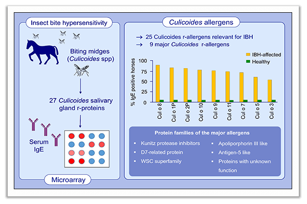 insect bite hypersensitivity