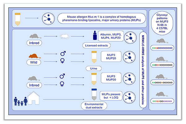 allergens and epitopes