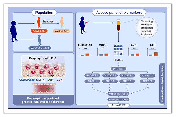 eosinophilic esophagitis noninvasive