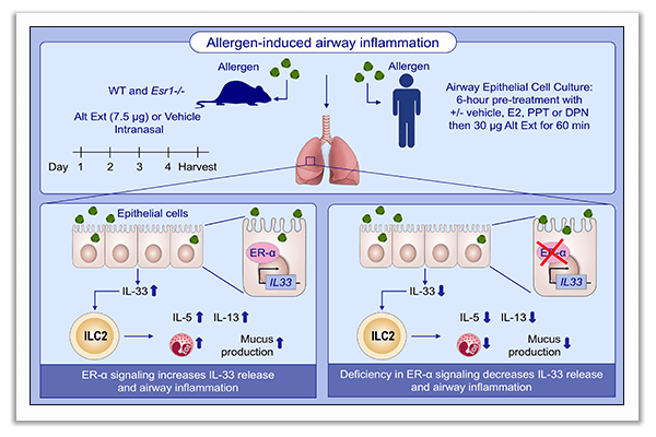 allergic airway inflammation