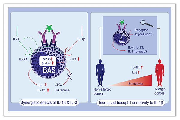 basophils