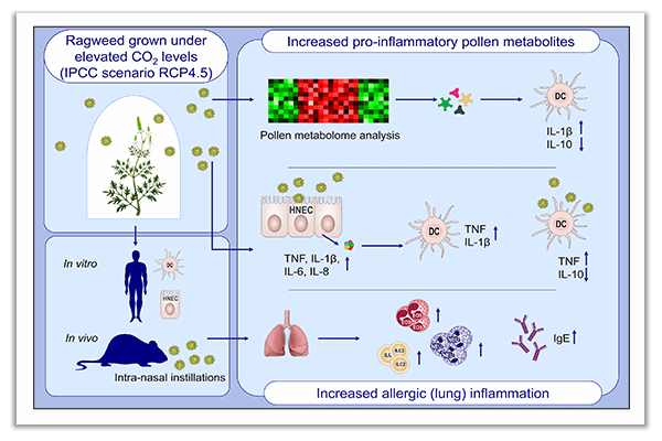 allergic lung inflammation