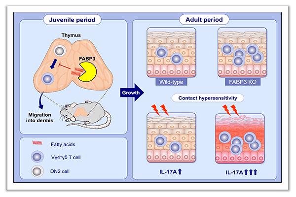 contact hypersensitivity