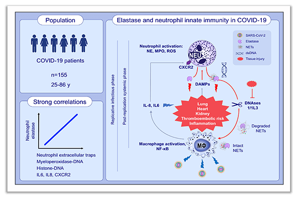 innate immunity