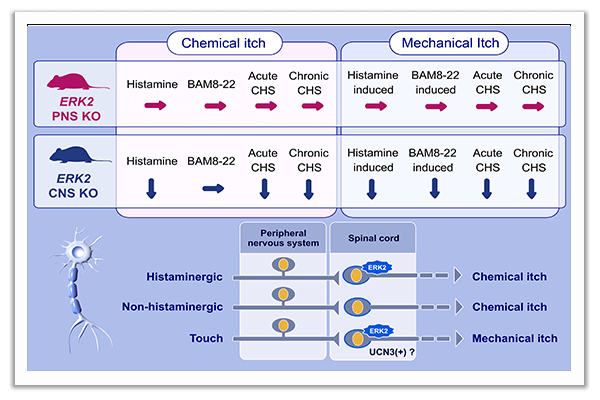 allergic skin inflammation