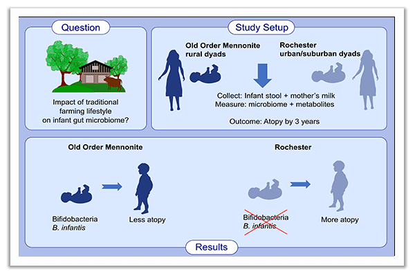 Bifidobacterium