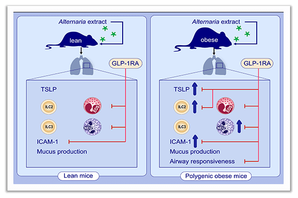 neutrophilic airway inflammation