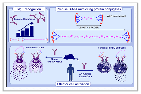 amoxicillin allergy