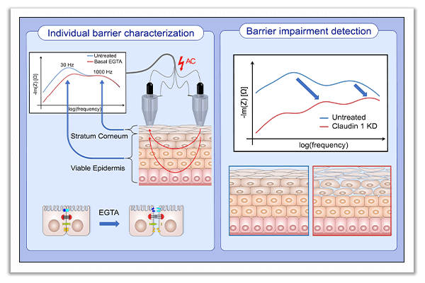 reconstructed human epidermis