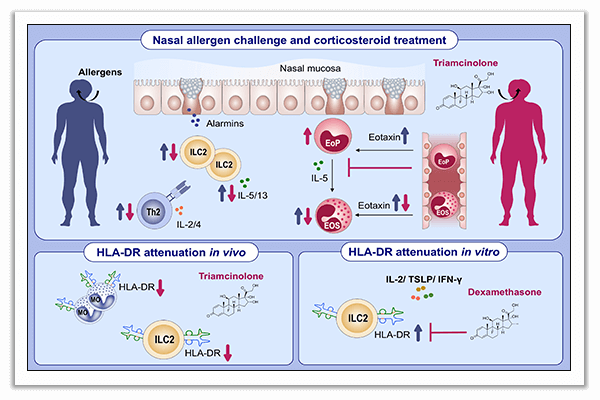 innate lymphoid cells