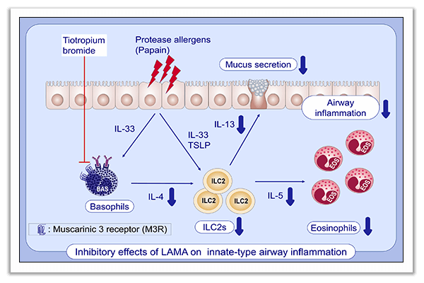 airway inflammation