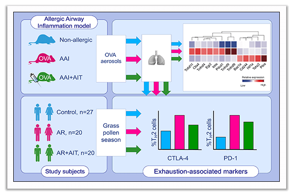 T-cell exhaustion