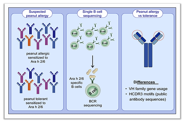 VH family gene usage