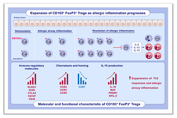 regulatory T cells