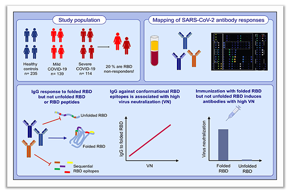 virus neutralization