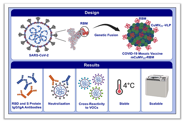 virus-like particles