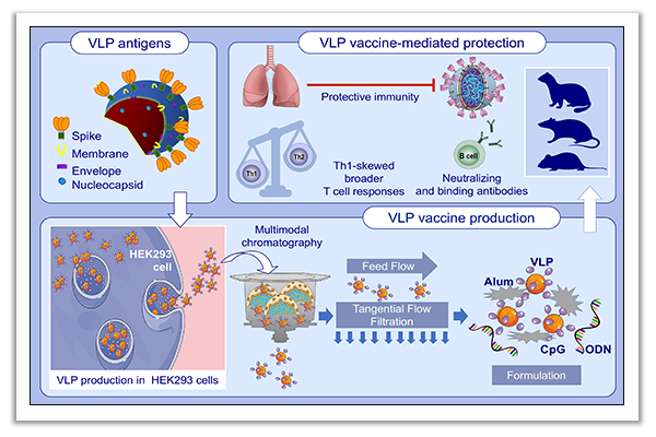 adjuvant