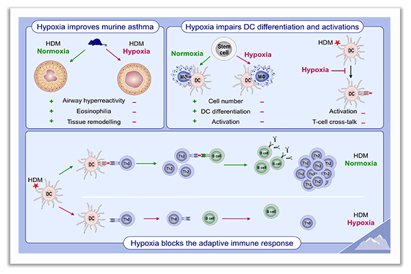 dendritic cells