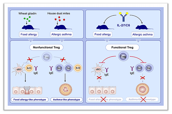 dendritic cells