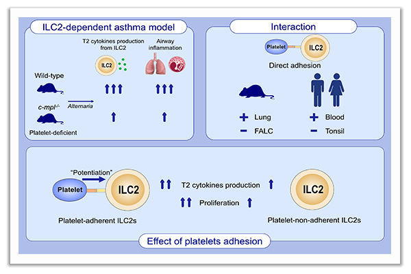 T2 cytokines